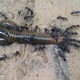 Image for article titled How A Viral Video Revealed A Previously Undocumented Ant Behavior